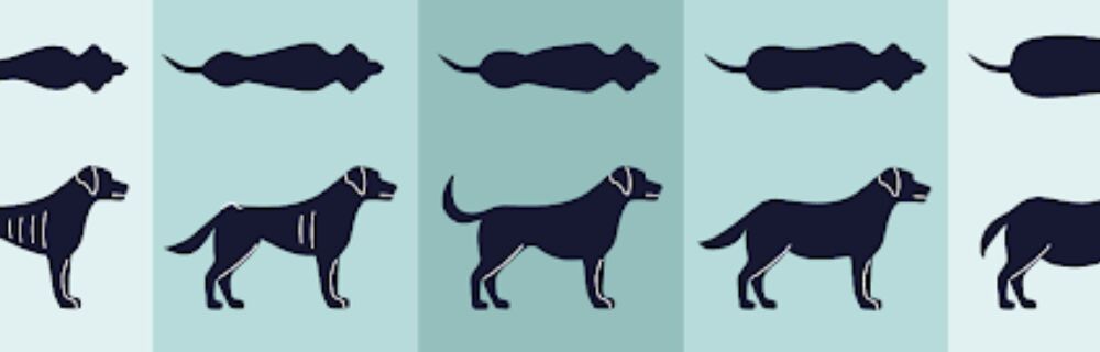 Body Condition Scoring (BCS) for Dogs and Cats