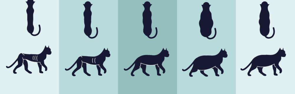 Is my cat too fat or too skinny? A guide to body condition scoring in cats