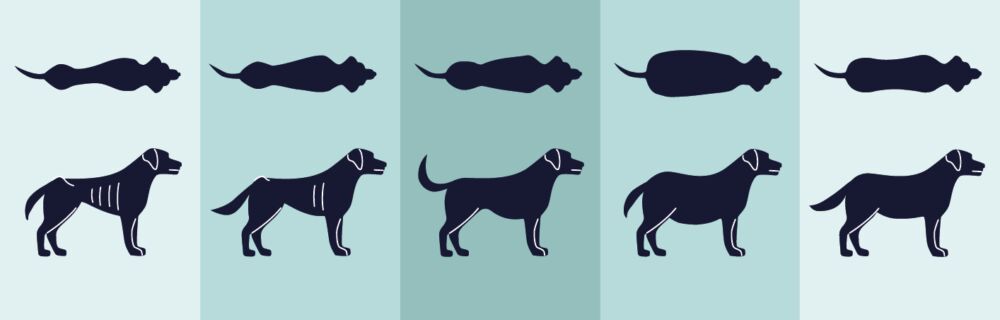 Body Condition Score (BCS) für Hunde und Katzen