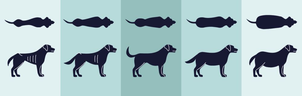 Is my dog too fat or too skinny? A guide to body condition scoring in dogs