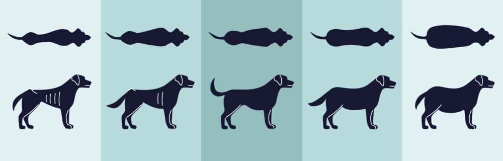 Sådan vurderer man, om hunden er for tyk eller tynd
