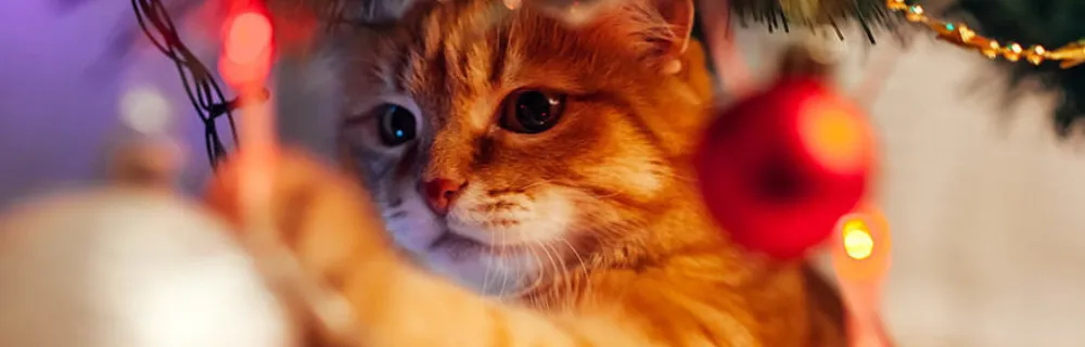 Weihnachten mit Katze: 8 Gefahren & Tipps fr ein sicheres Fest | FirstVet