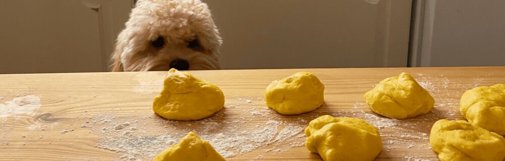Hvilket mad er giftigt for hunde?