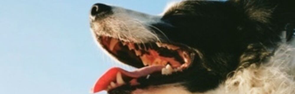 Zahnfrakturen bei Hund und Katze