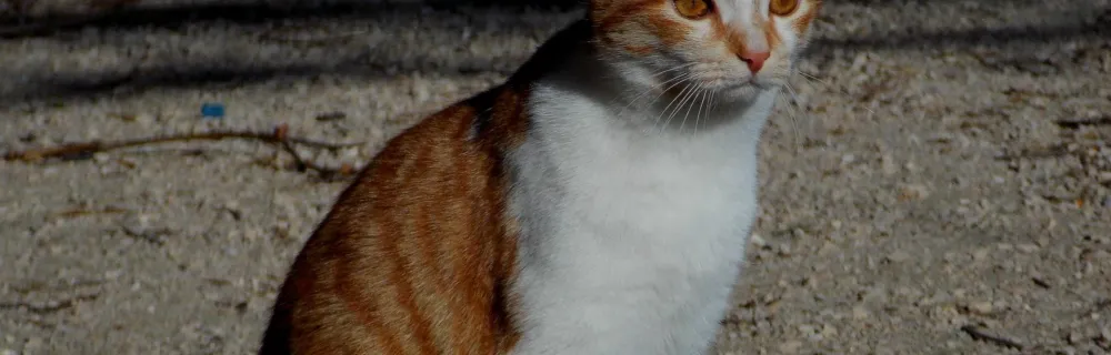 What is my cat allergic to?