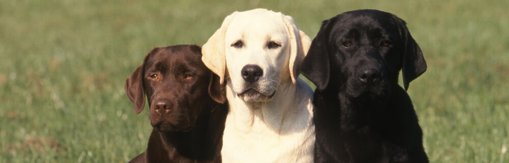 Lär känna hundrasen - Labrador retriever