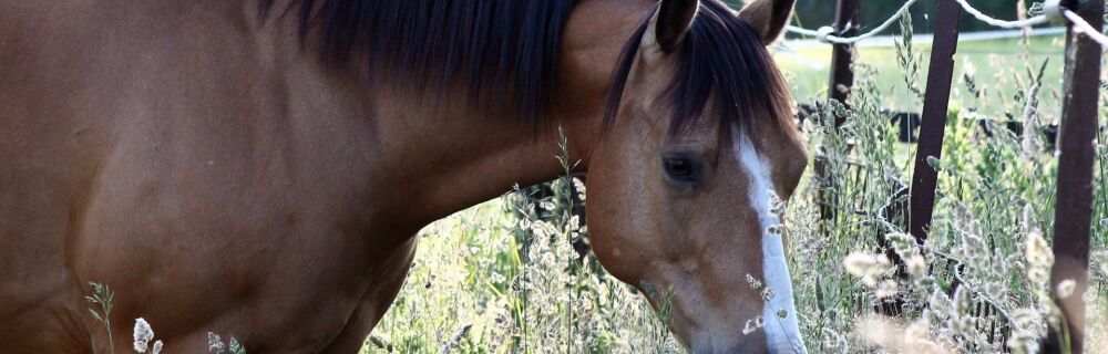Seasonal Allergic Rhinitis in horses: What to look for and how to manage it