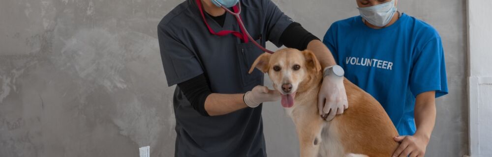 7 Tips to Prepare for Your Pet’s First Vet Visit