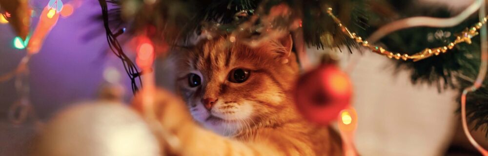 How not to spend Christmas with your vet: Christmas dangers for pets and how to avoid them
