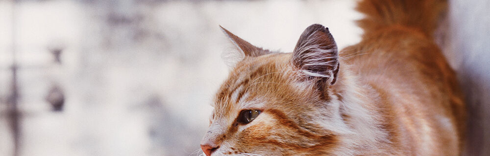 Heat stroke in cats - what signs should you look out for?