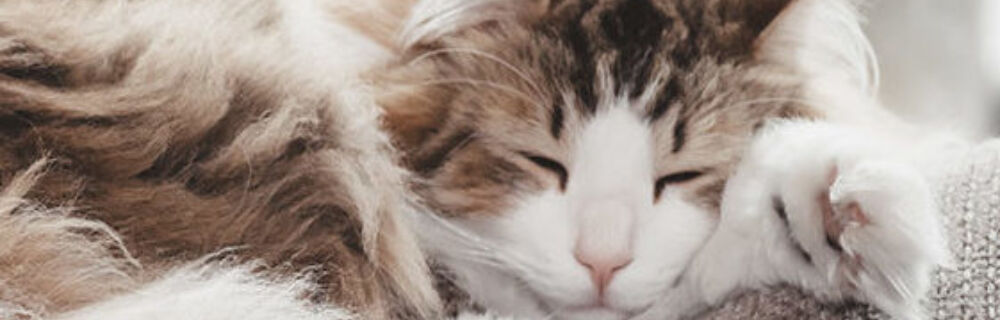 Katzenschnupfen - Symptome erkennen & die richtige Behandlung
