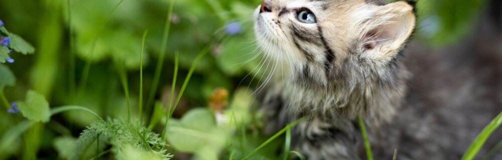 Causes of Yellow/Green Discharge from Your Cat’s Nose