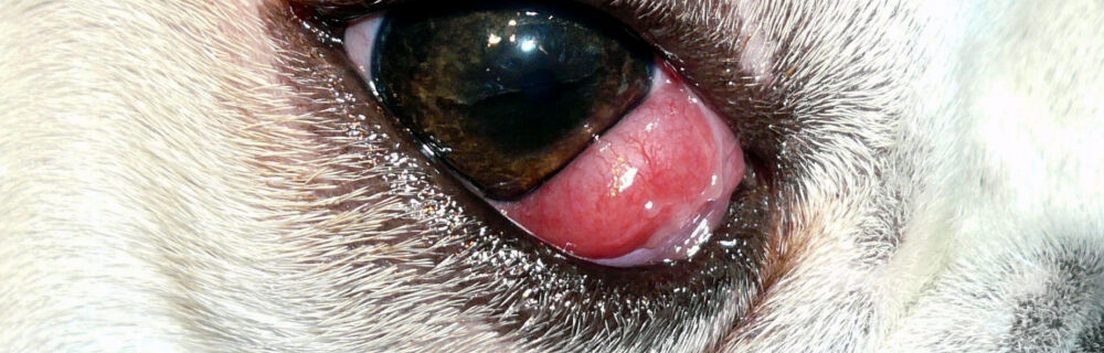 Cherry eye (körsbärsöga) hos hund