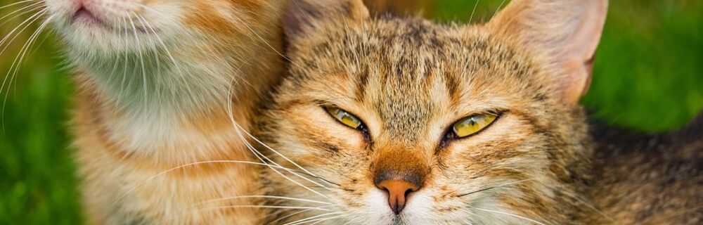 Common Diseases in Cats