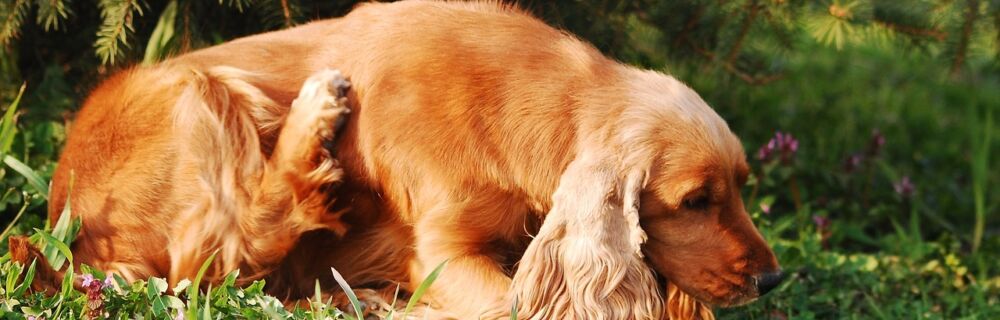 Allergie beim Hund: Symptome, Ursachen & Lösungen