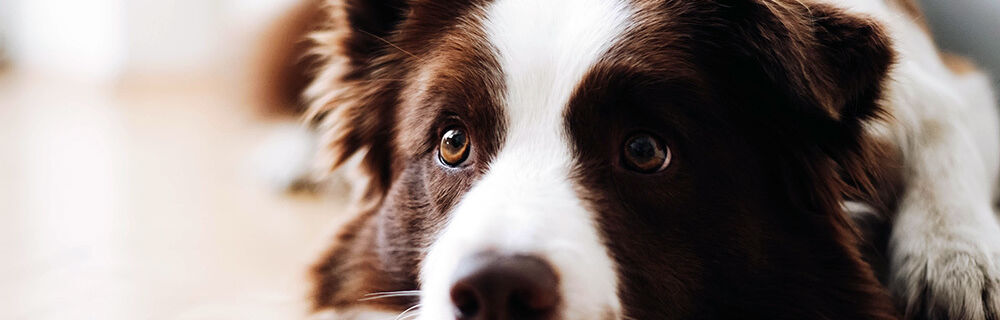 Avmaskning av hund - frågor och svar