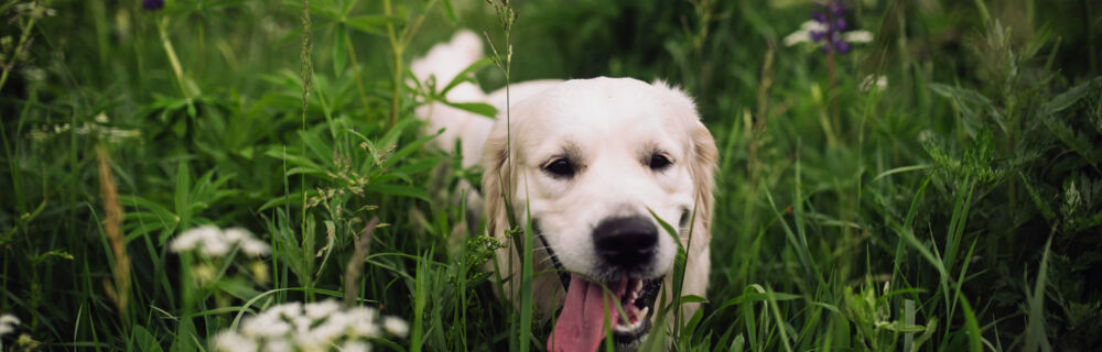 Hitzschlag beim Hund - Symptome und Behandlung