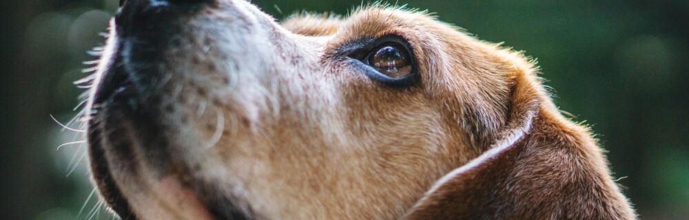 How good is a dog’s sense of smell?