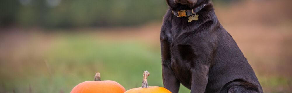 Hunde und Halloween. Welche Gefahren drohen und wie kann ich meinen Hund auf Halloween vorbereiten?