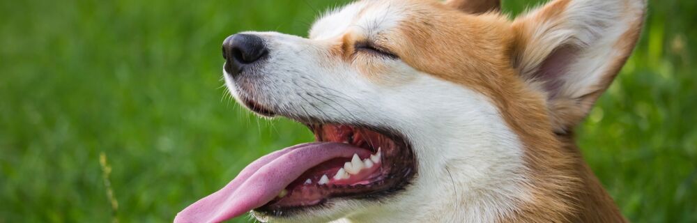 Tooth Root Abscesses in Dogs