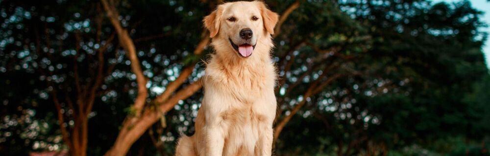 5 Active Dog Breeds for Energetic Pet Parents