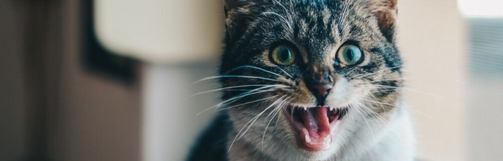 Hitzschlag bei Katzen - auf welche Symptome man unbedingt achten sollte