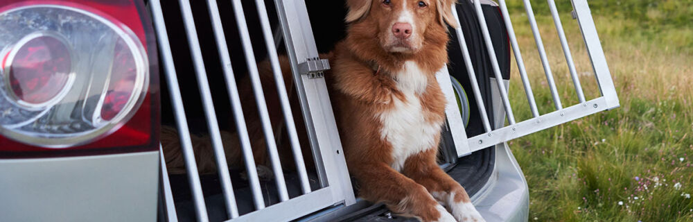 Åksjuka och/eller bilrädsla hos hund