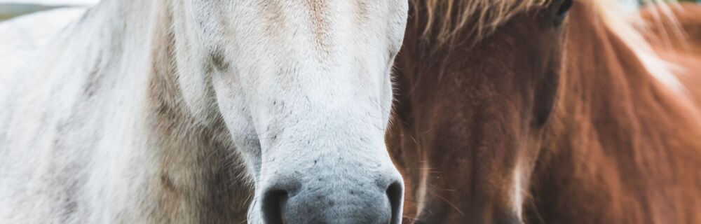 Preparing veteran horses for winter: teeth, toes, tums and tetanus