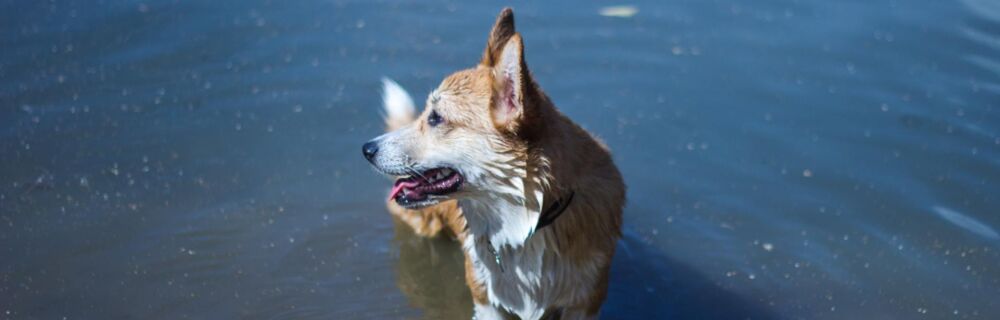 Blue-Green Algae Poisoning in Dogs