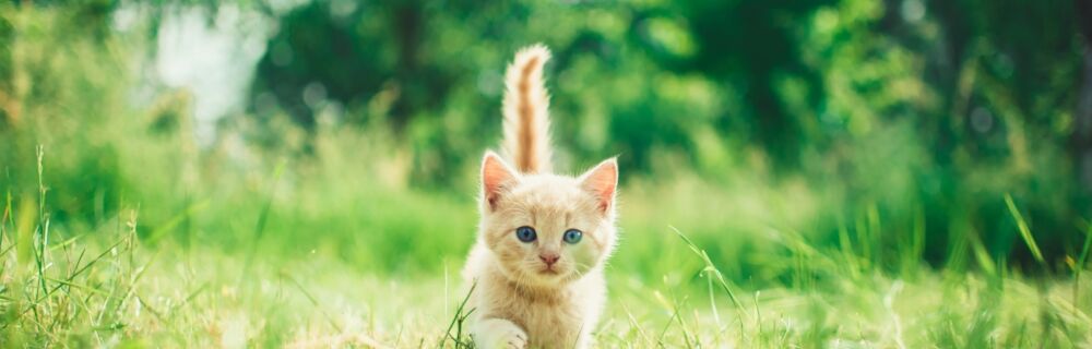 What to do if your cat has fleas