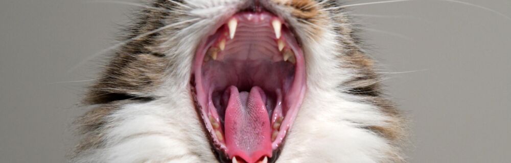 Help! My cat has bad breath