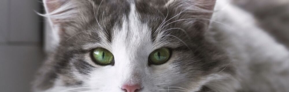 Dry nose in cats