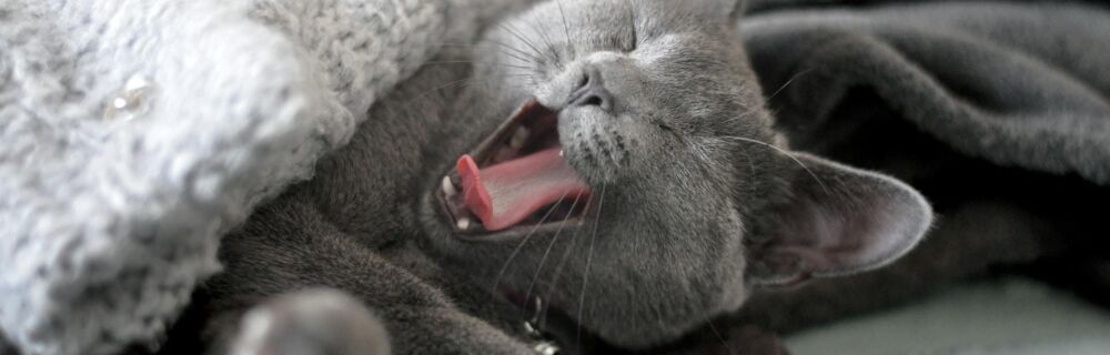 Common Causes of Bad Breath in Cats