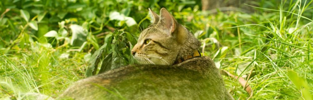 What is atopy or atopic dermatitis of cats?