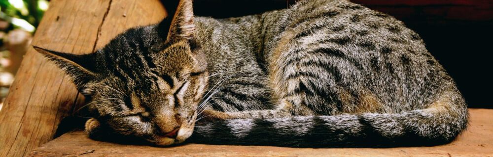 Symptoms of Bladder Cancer in Cats