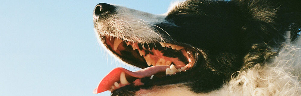 Koiran hammasmurtumat