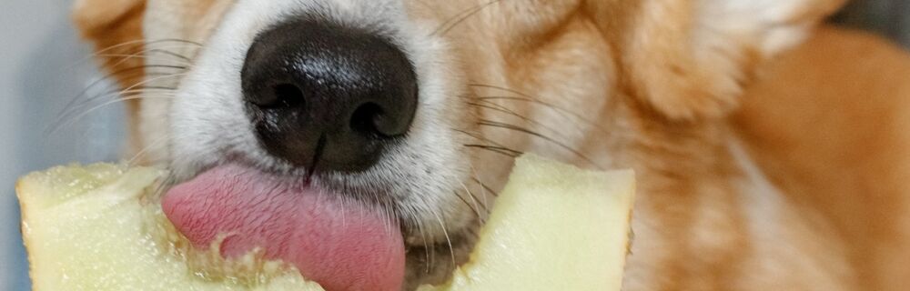 Are melons and cantaloupes safe for dogs to eat?