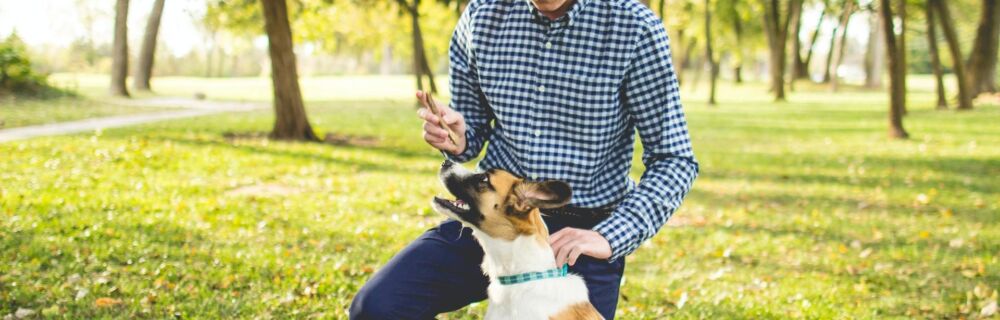 Can I Give My Dog Zantac For Stomach Upset FirstVet
