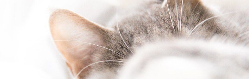 Häufige Ohrenkrankheiten bei Katzen: Wie handeln?