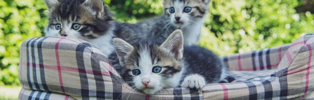 Geburt bei Katzen: Alles, was du wissen musst