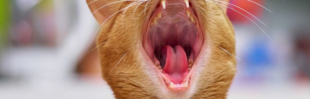 Everything You Need to Know About Your Cat’s Dental Health