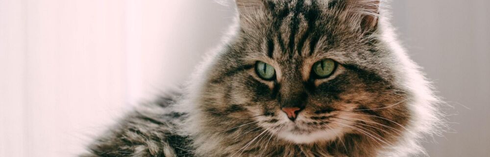 Top five health problems in older cats