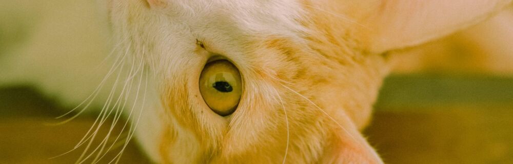 Kissojen näkökyky ja yleisimmät sokeutumiseen johtavat sairaudet