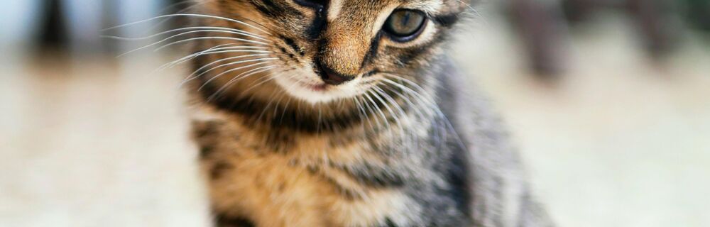First Aid Kit Checklist for the Cat Owner