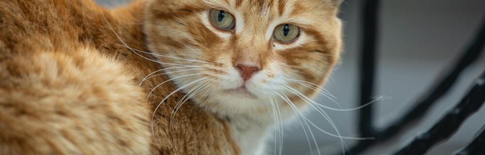 Common Liver Diseases in Cats