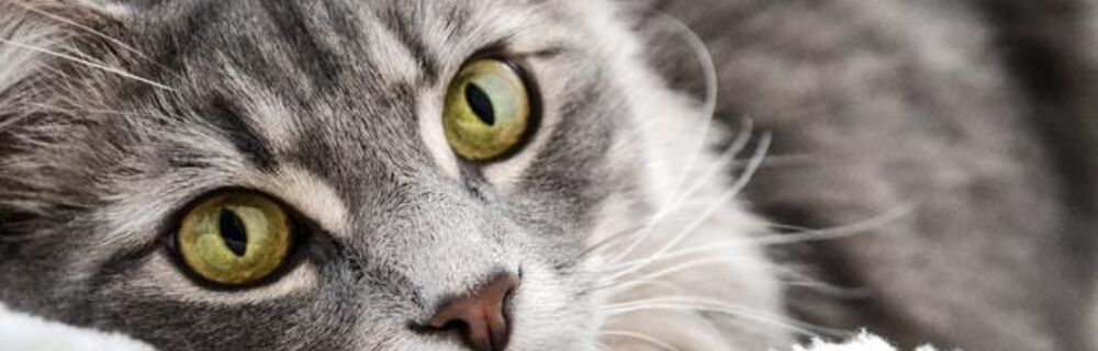 Tips for cats with urinary disease or kidney issues