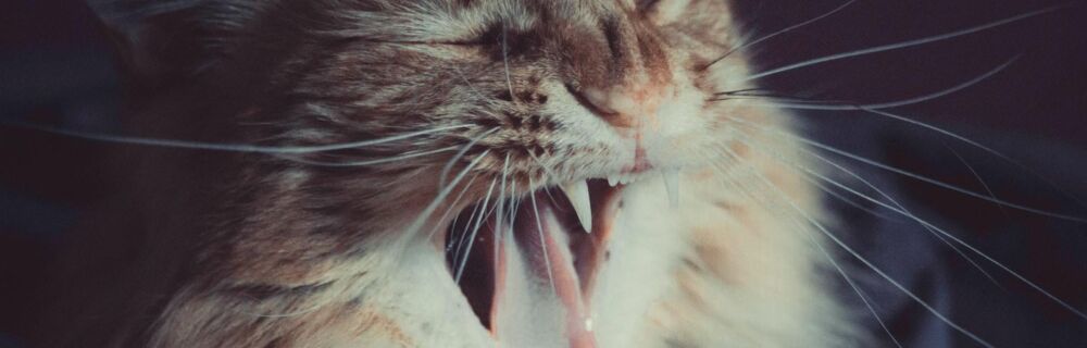Dental and Oral Anatomy in Cats