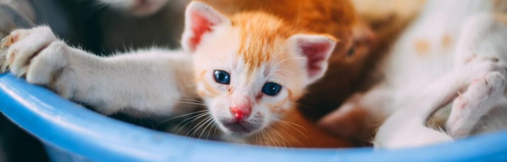 Understanding Cat Pregnancy and Birth