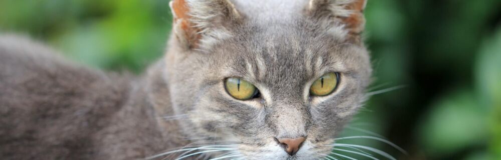 Eyelid lumps in cats