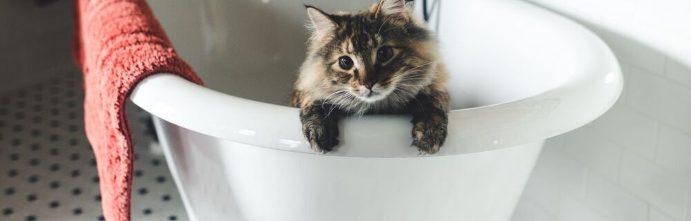 FirstVet Q&A: Why do cats hate water?